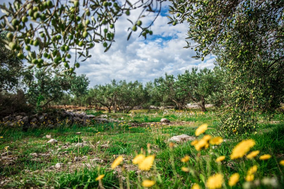 Maslinik u Hercegovini kao primjer mediteranske poljoprivrede